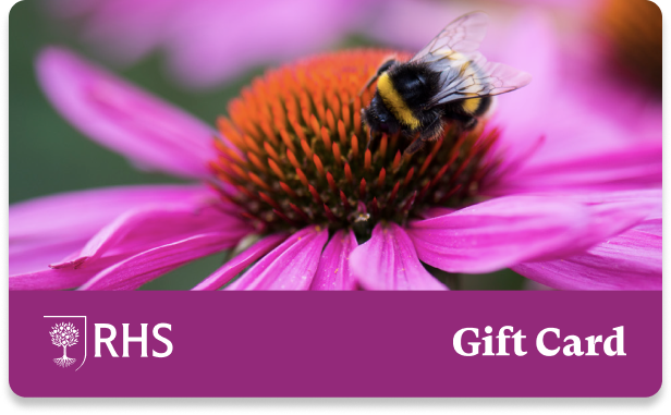 Echinacea  With Bee