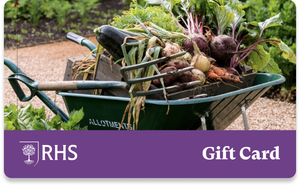 Harvesting Vegetables