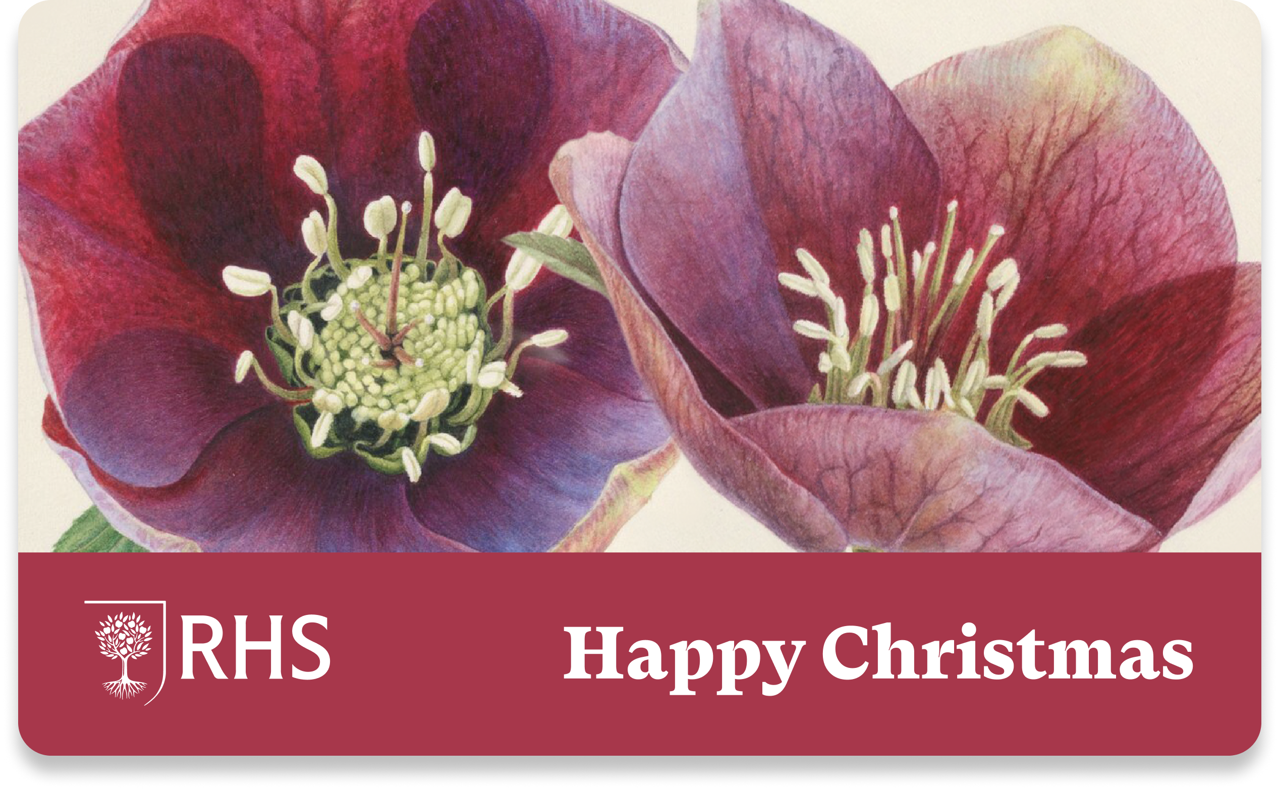 Hellebore Illustration