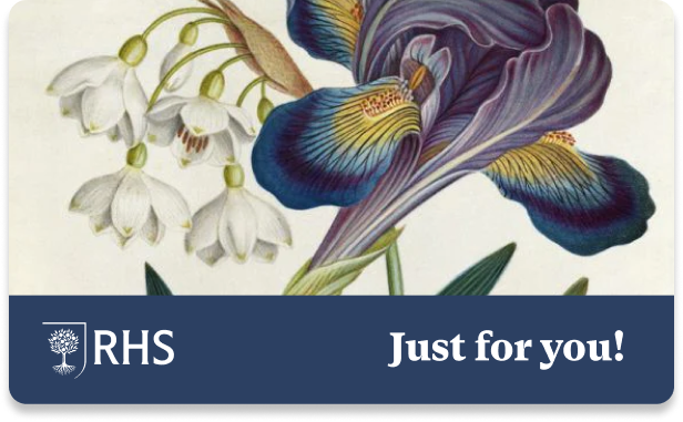 Heritage Iris and  Snowdrop